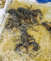 Cray fish at Marché Saxe-Breteuil 